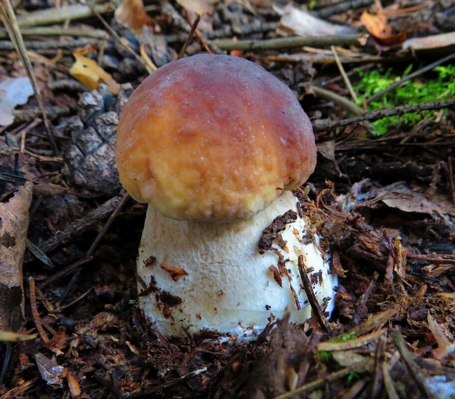 На толстой ножке - Андрей Снегерёв На толстой ножке - Андрей Снегерёв