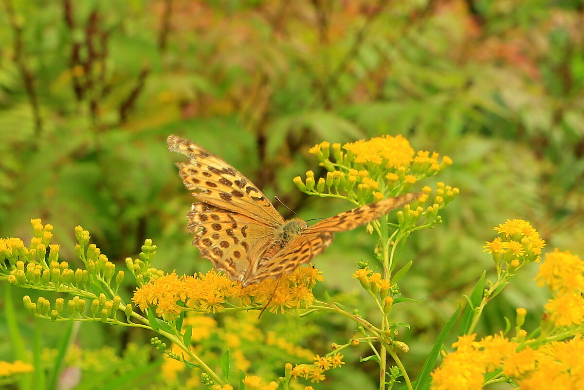 Маскировка... - Юрий Моченов