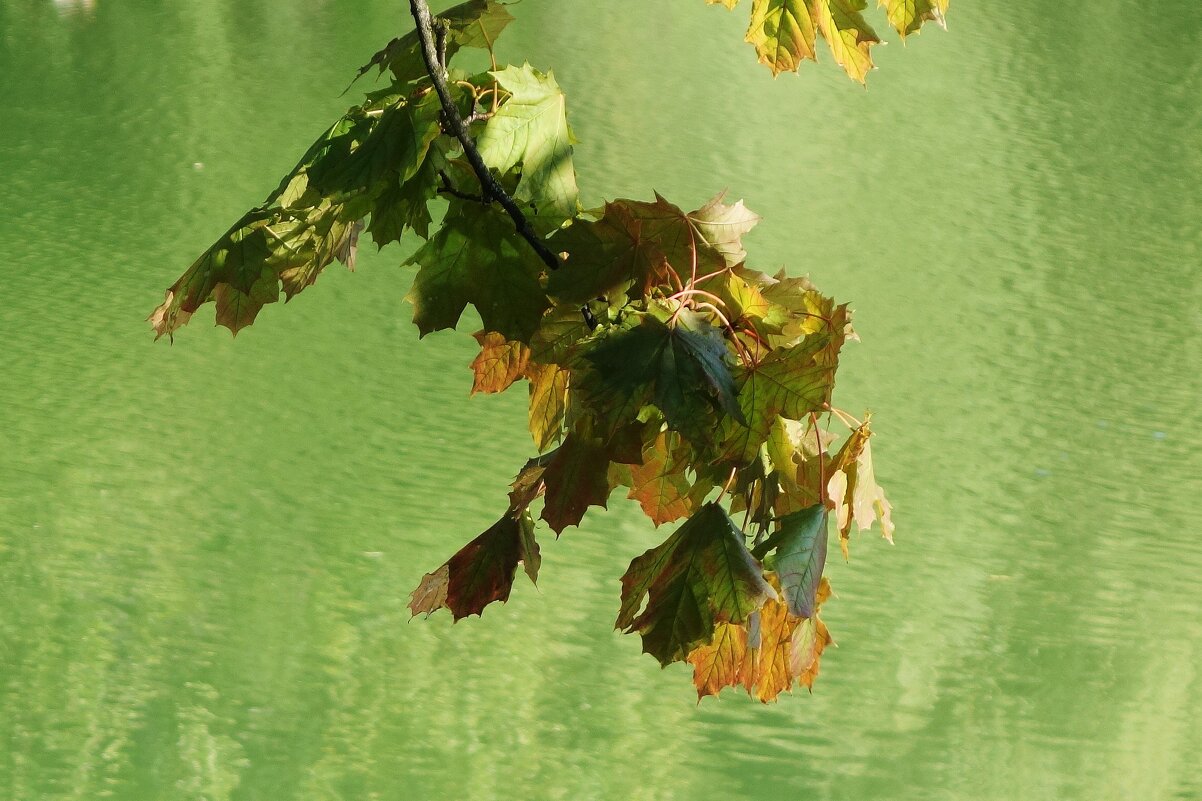 Сентябрь - Рита Симонова