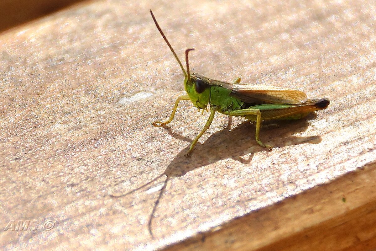 ..31. 08 - kolyeretka 