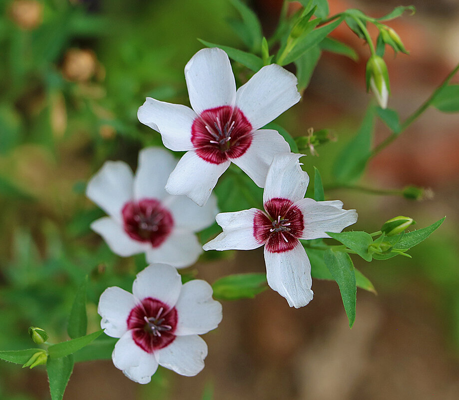 Лён крупноцветковый - Светлана Лён крупноцветковый - Светлана