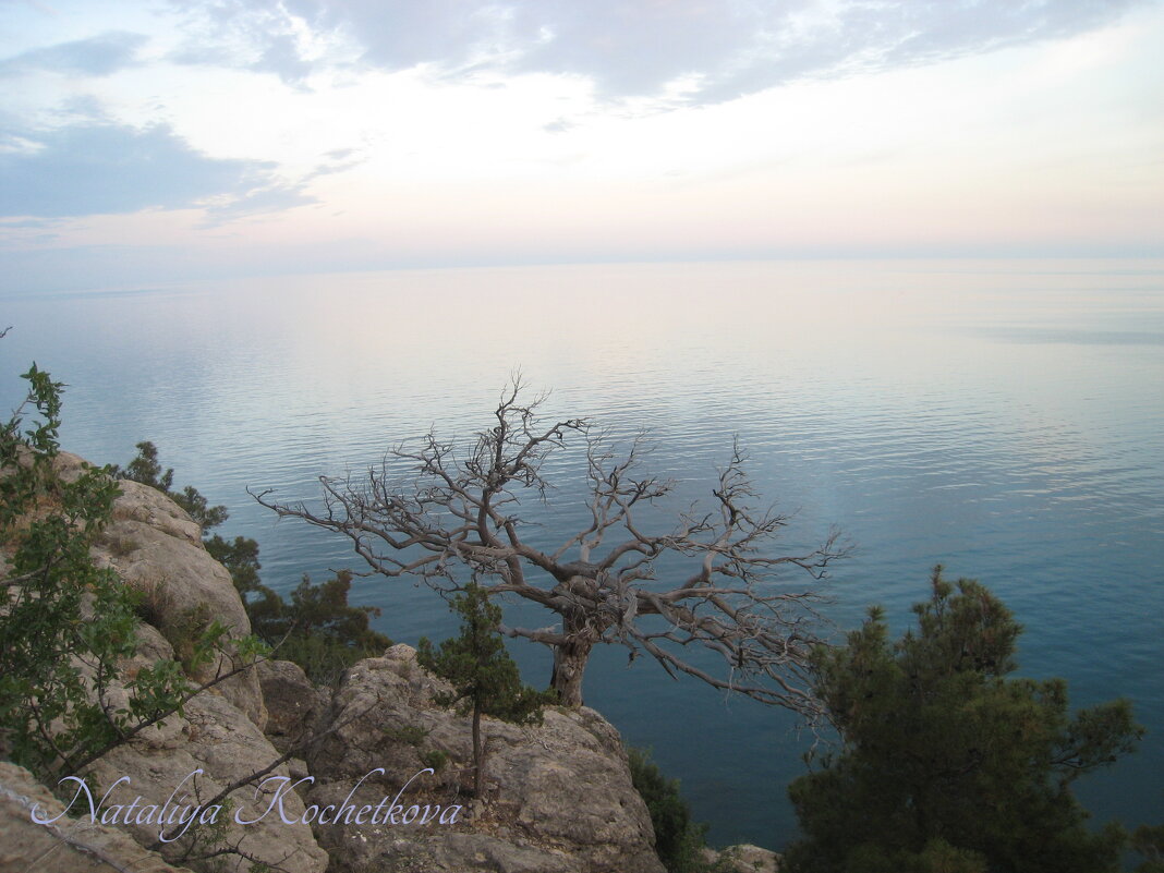 Природа Крыма - Amazing Cosmea
