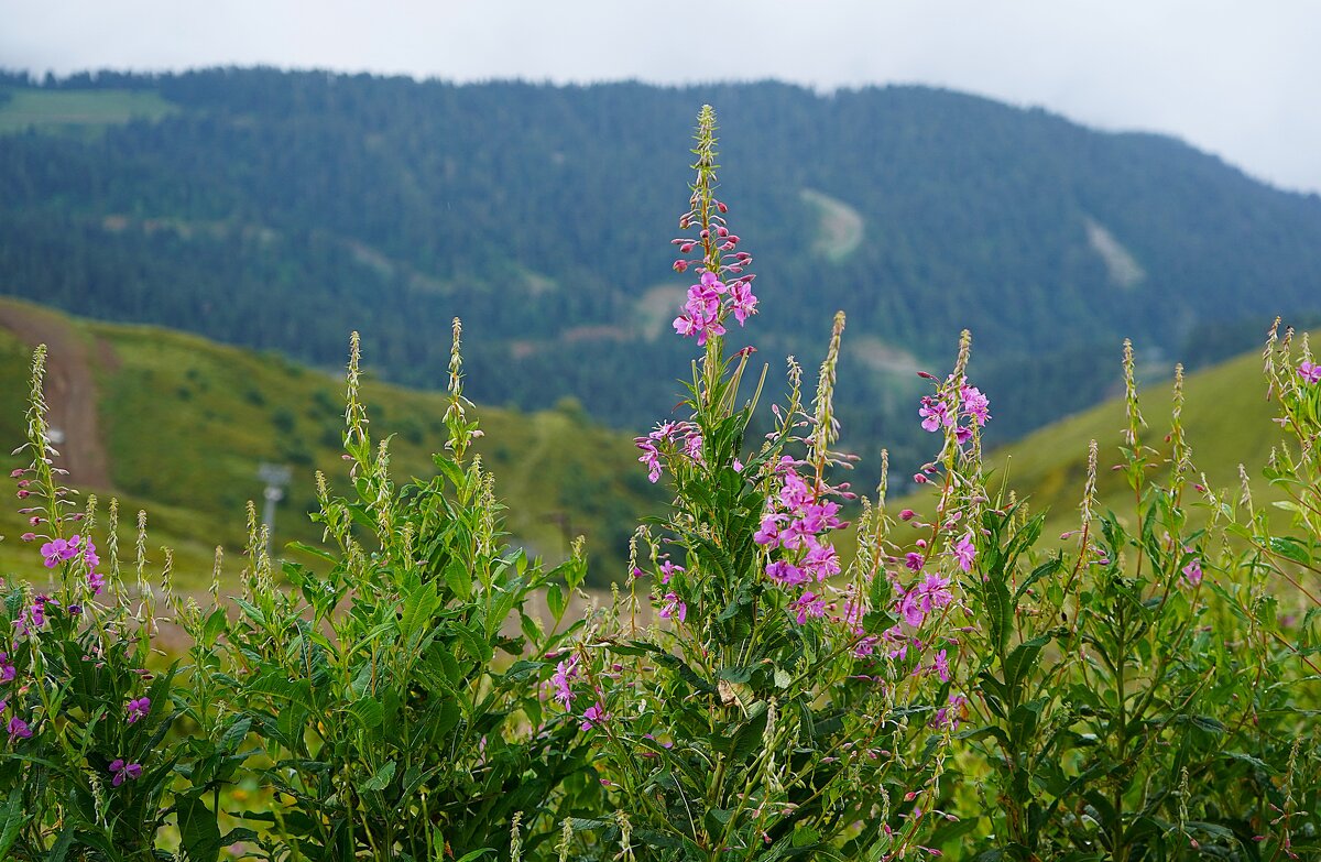 В горах - Татьяна Тюменка