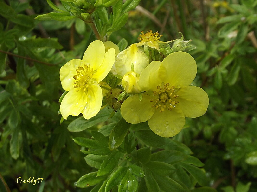 Лапчатка - Freddy 97 Лапчатка - Freddy 97