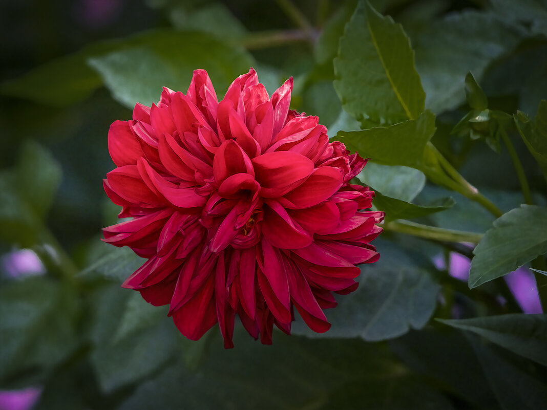 Георгин «Корнел Ред». - Aleksey Afonin