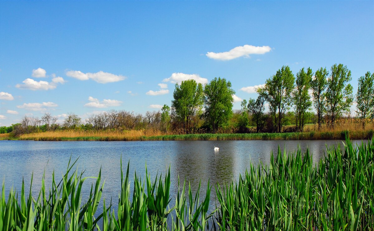 Лето. - Владимир 