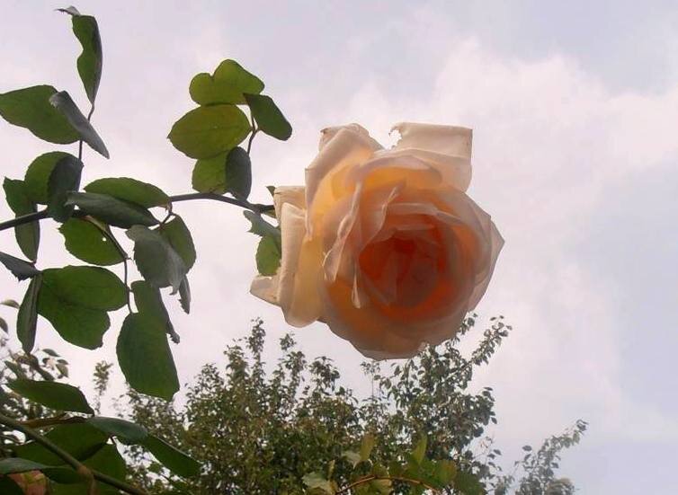 Высокая роза - Наталья 