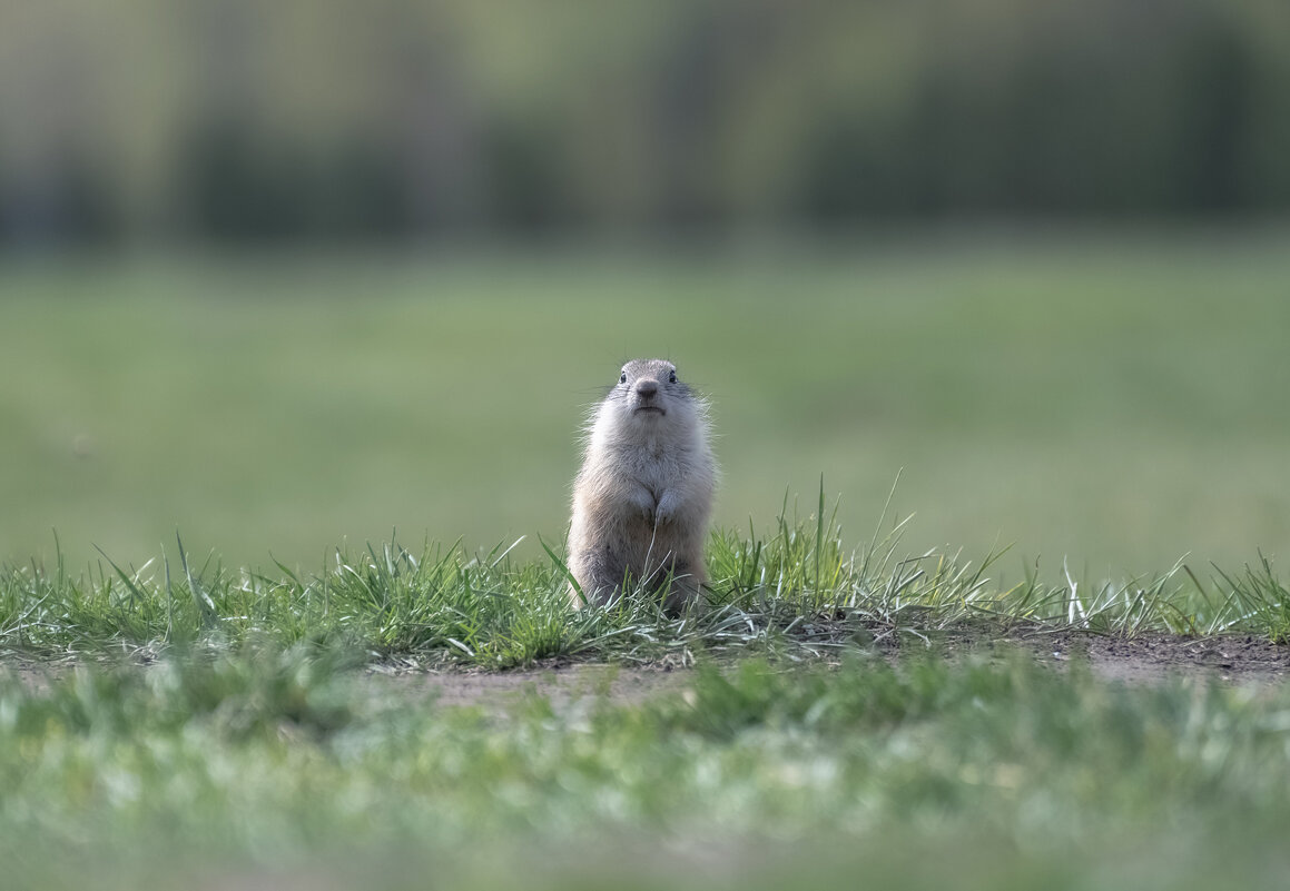 Малыш - Марина Фомина.