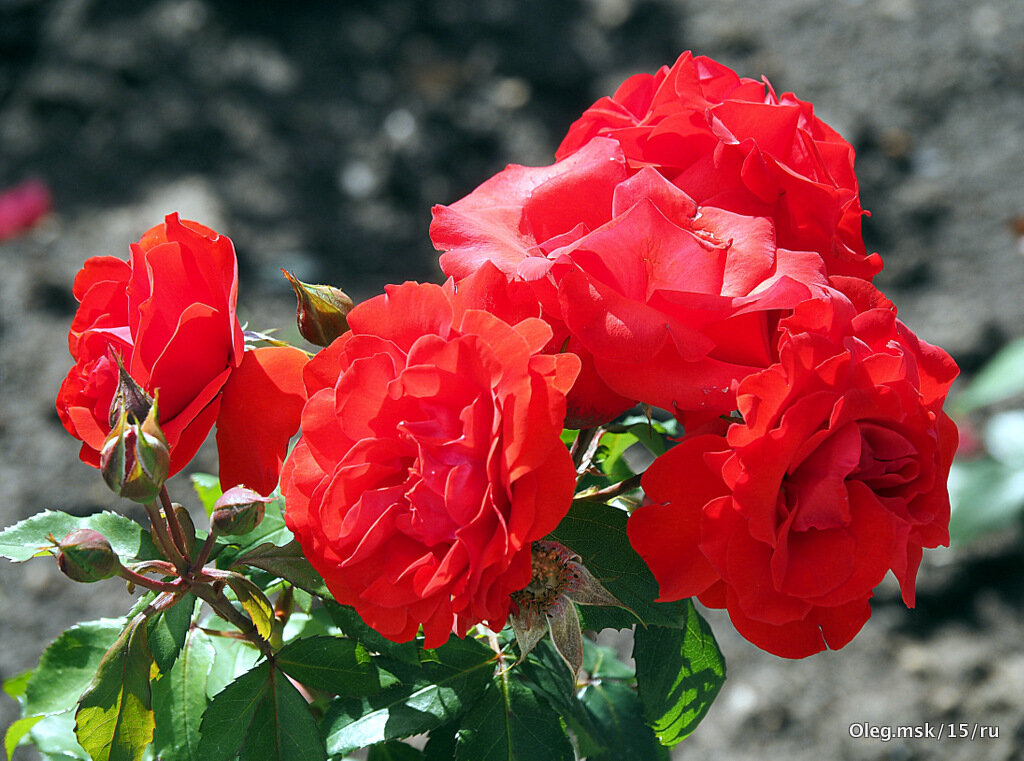 они на радость нам даны - Олег Лукьянов они на радость нам даны - Олег Лукьянов