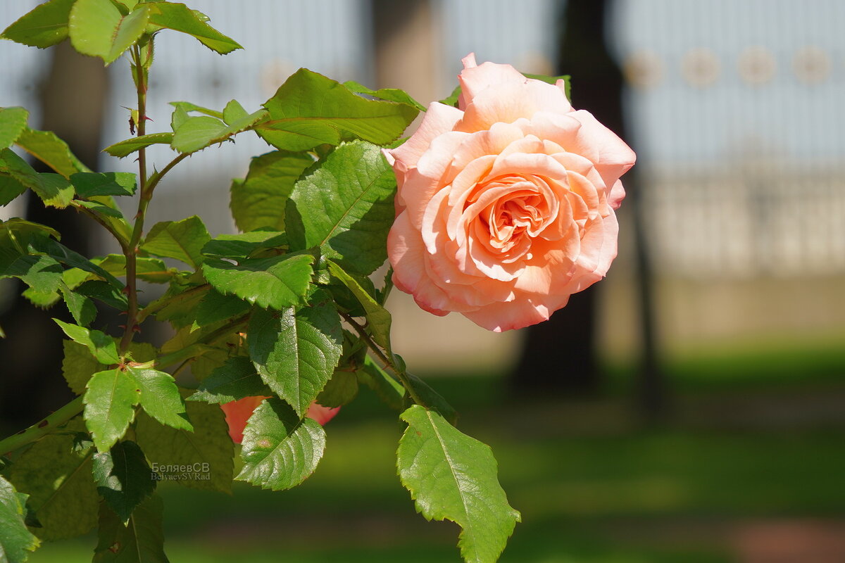 Роза Полька в Летнем саду - Сергей Беляев