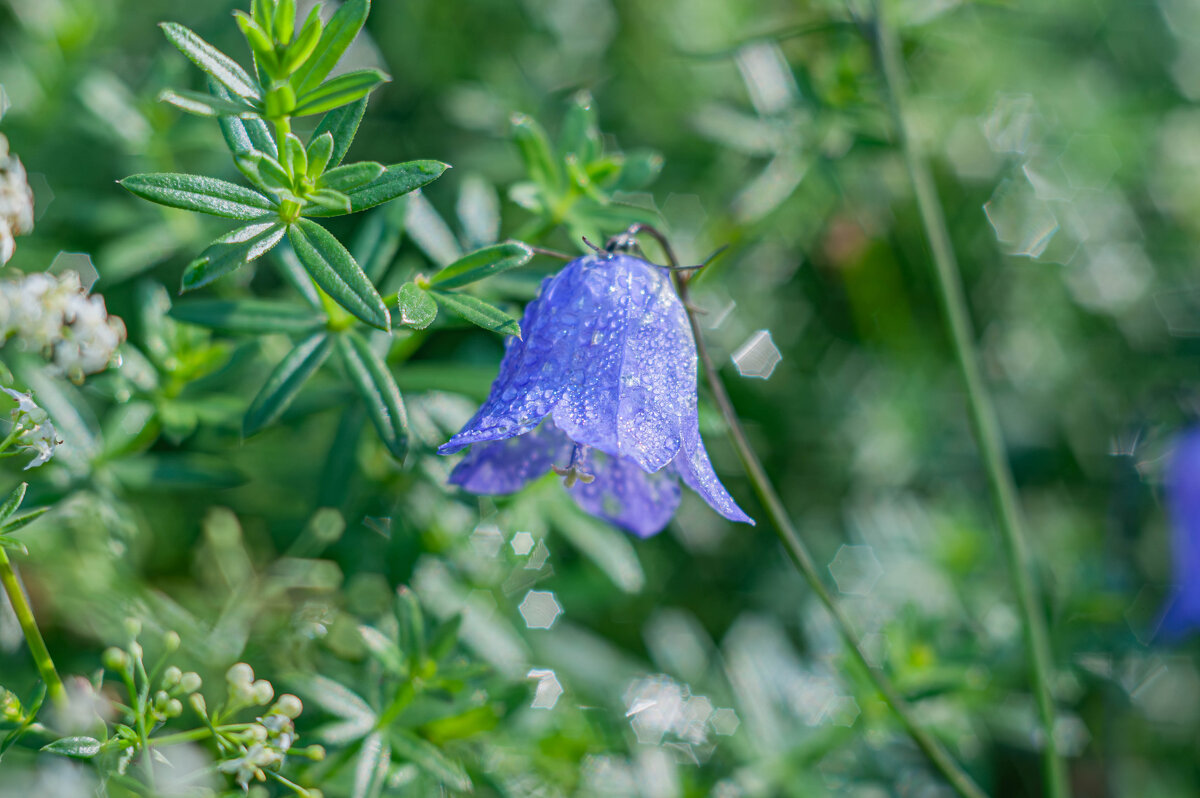 Колокольчики как отдельный вид искусства - Александр Филатов