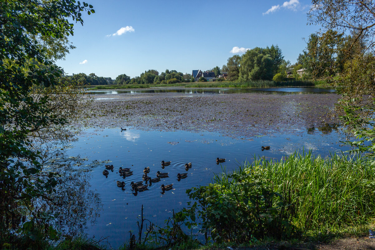 Утиные истории. - Михаил "Skipper" Утиные истории. - Михаил "Skipper"