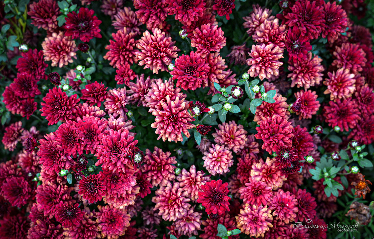 "Мультифлороковрик"© - Владимир Макаров