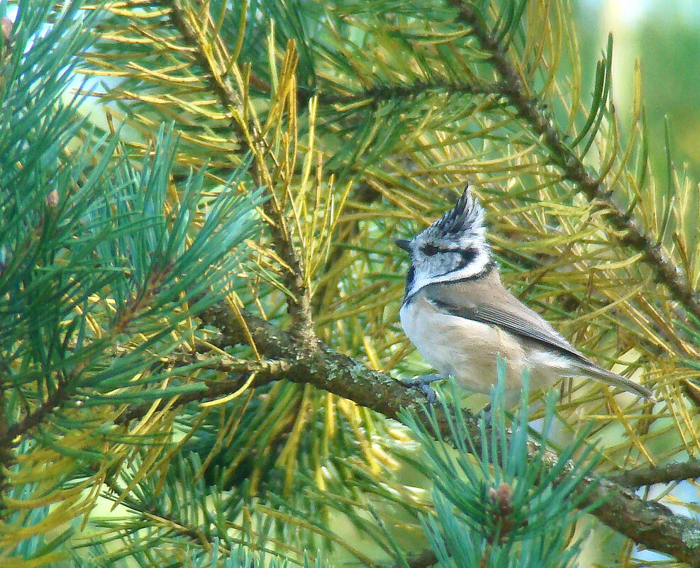 гренадёрка - gawrilа - dan