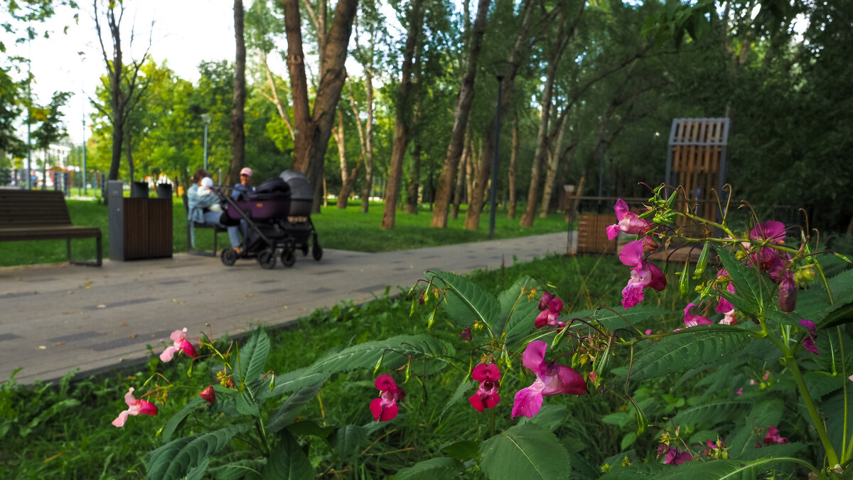 Природа в Городе - юрий поляков