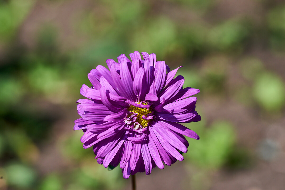 Астра Альпийская - Александр Леонов