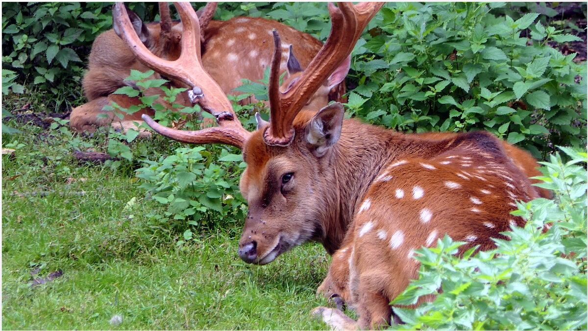 Как прекрасен мир природы, Надо просто приглядеться. - "The Natural World" Александер