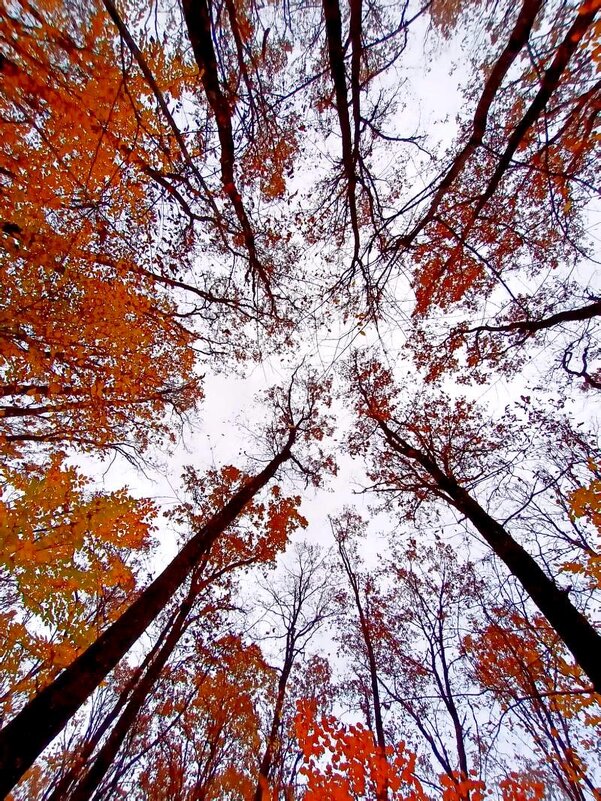 ОСЕНЬ ! - ivana 