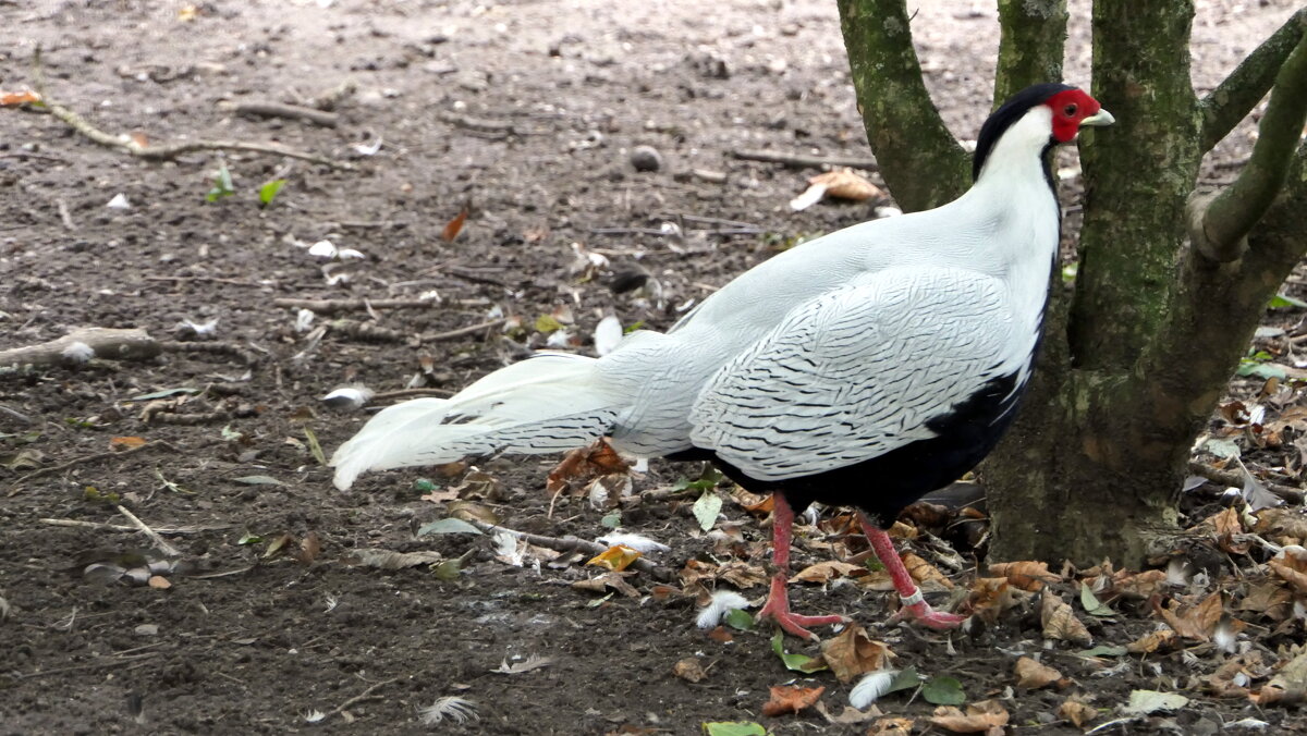 Льёт ли дождь иль солнце светит, Мир прекрасным остаётся. - "The Natural World" Александер
