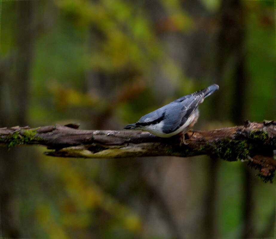 Поползень - Сергей Владимирович Егоров Поползень - Сергей Владимирович Егоров