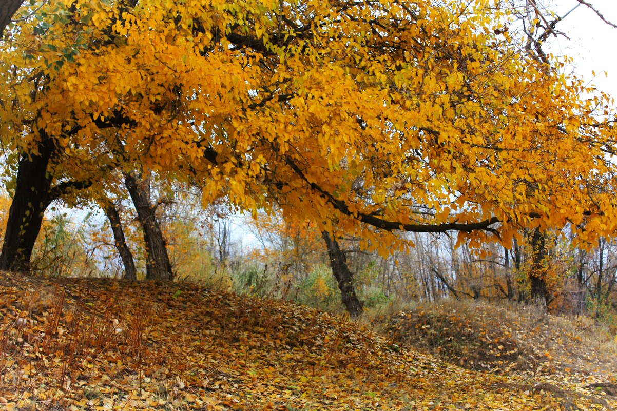 Осень в пойме Волги - Валерий Елистратов