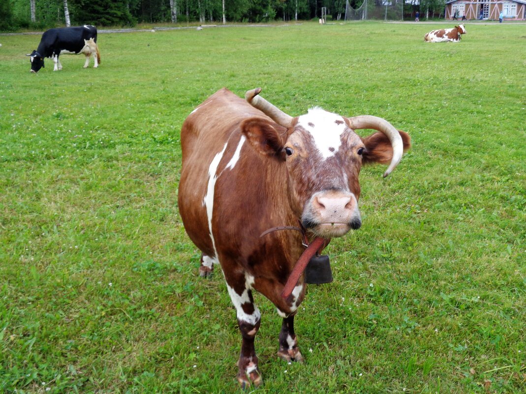 Криворогая - Наталья 