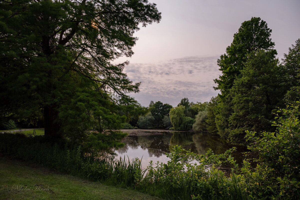На вечернем пруду... - Николай Гирш