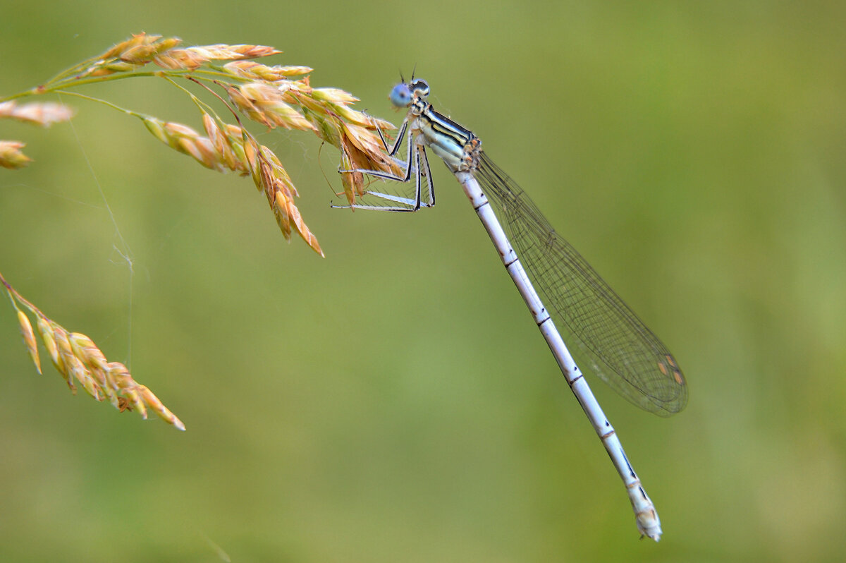 стрекозка - Надежда Куркина 