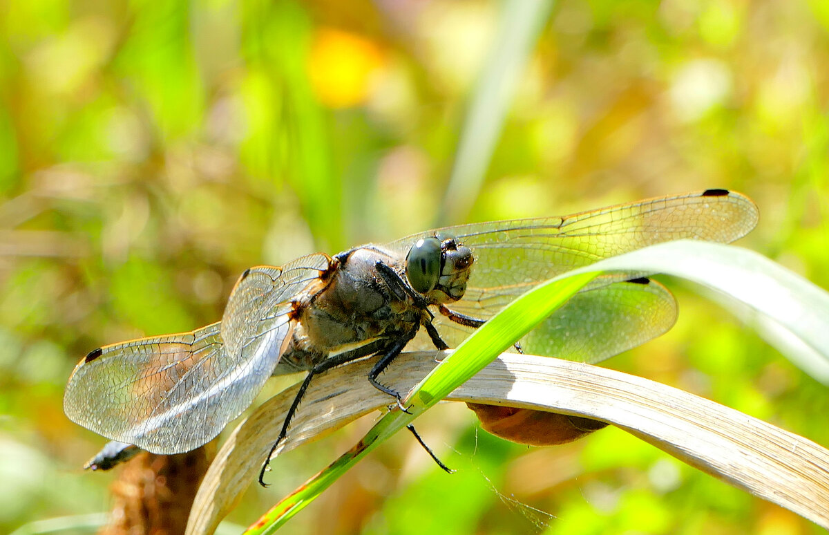опять про стрекоз 9 - Александр Прокудин