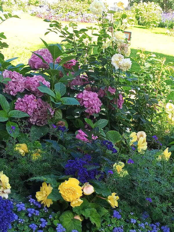 Гортензия - Сапсан 