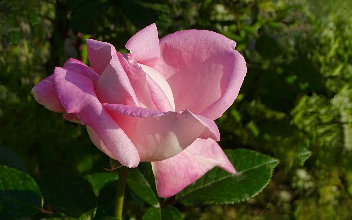 О красоте цветов. - Милешкин Владимир Алексеевич 