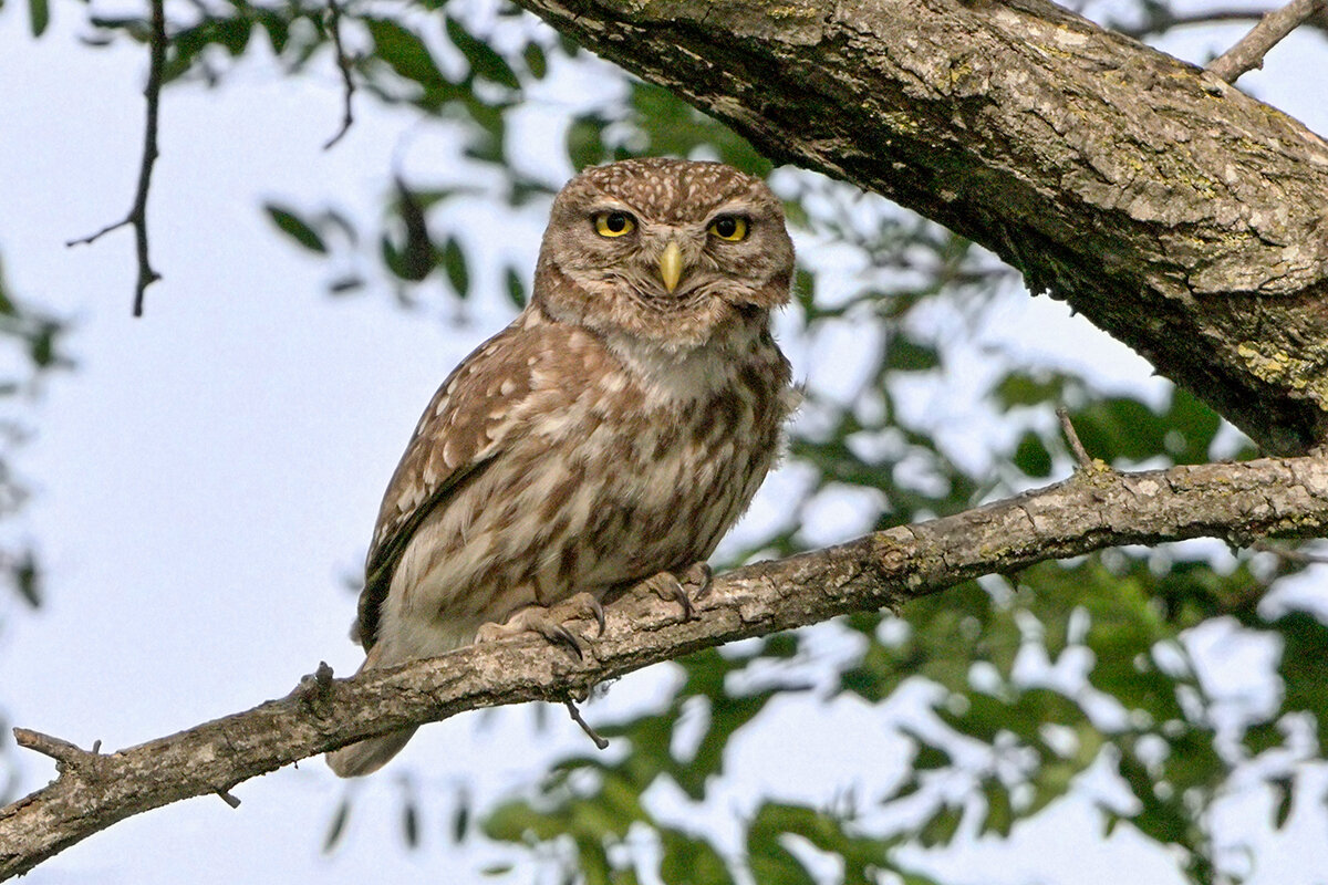 домовой сыч - Maxim Lanin
