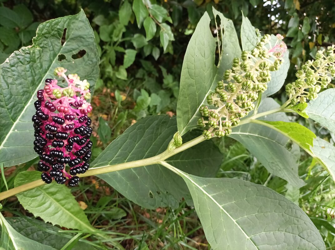 Лаконос ягодный - Veera V