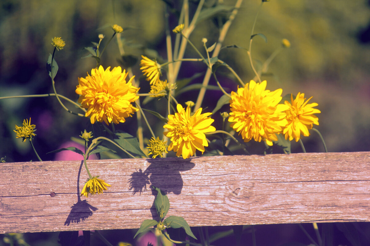 Золотые шары - Сергей Кочнев