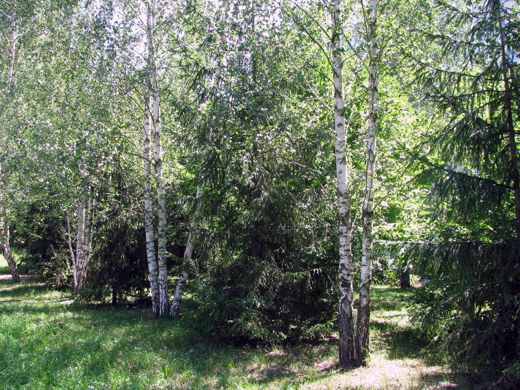 Лето. - Владимир Драгунский Лето. - Владимир Драгунский