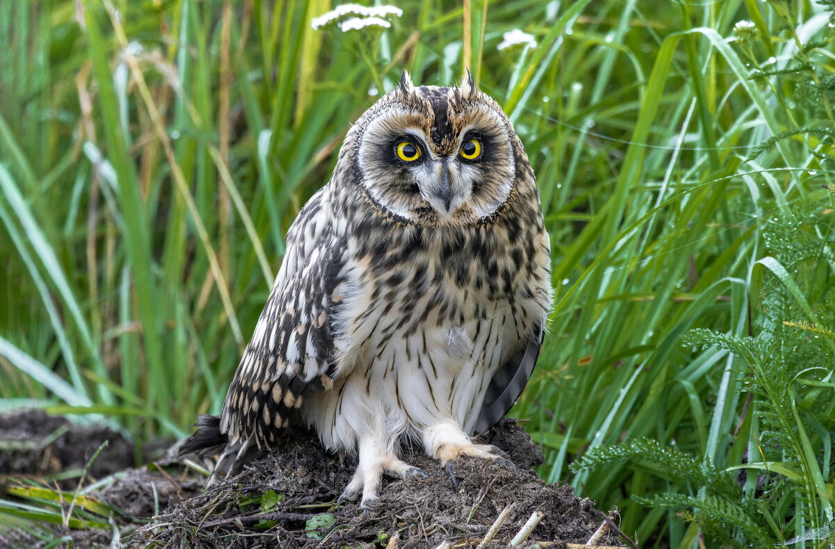 сова болотная - слеток. - юрий макаров сова болотная - слеток. - юрий макаров