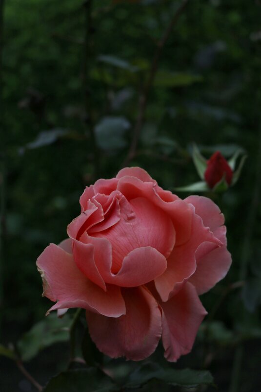 Розы Эдинбургских парков - Ольга Розы Эдинбургских парков - Ольга