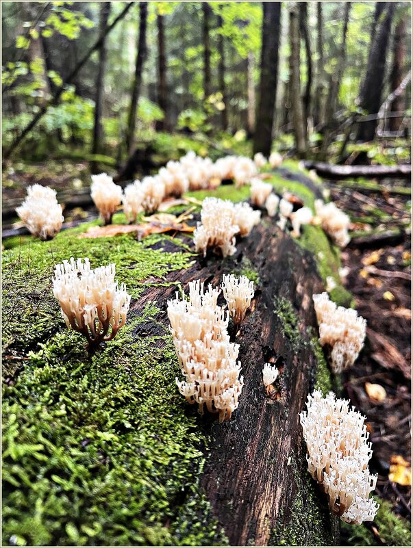 Клавикорона коробчатая. - Валерия Комова