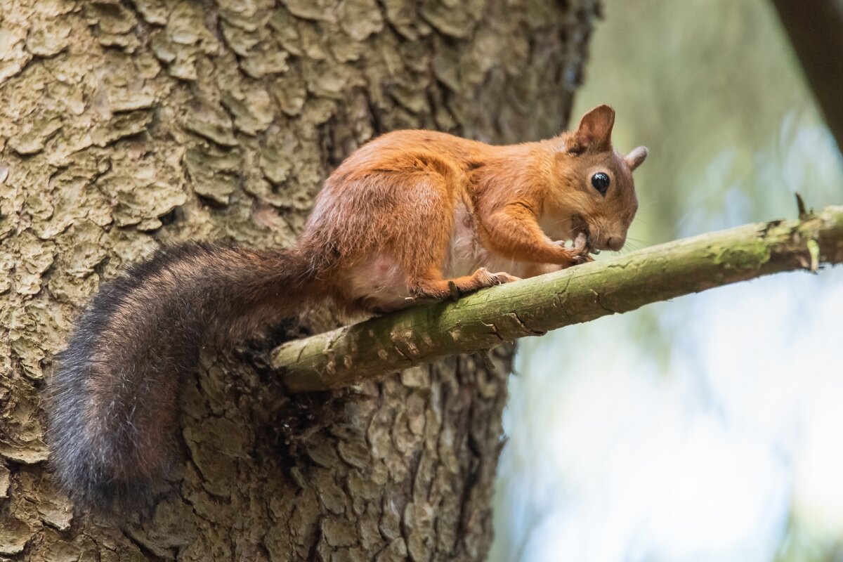 Белочка с орешком. - Виктор Евстратов