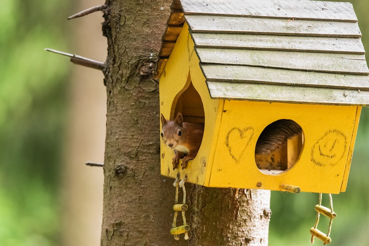 Белочка в домике. - Виктор Евстратов