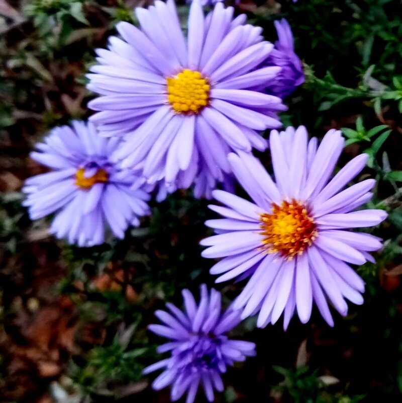 ***** - Елена Семигина