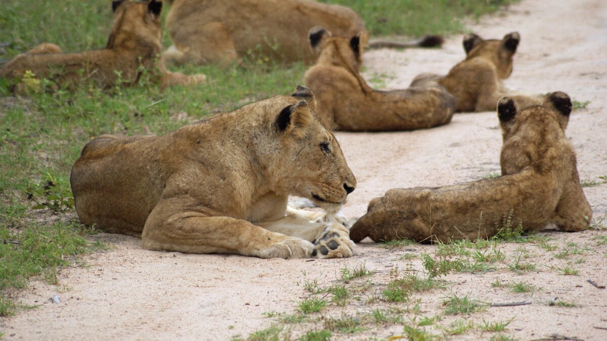 Львиный прайд на отдыхе. - Андрей Андреев Андреев