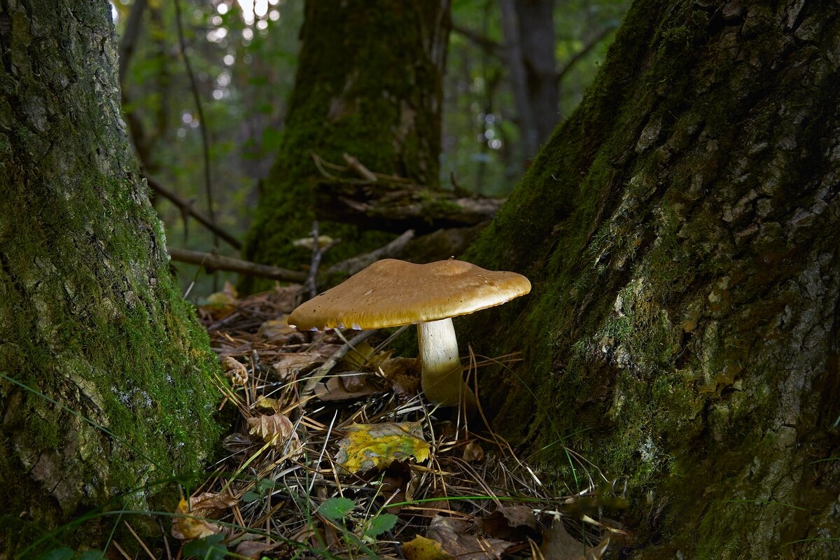 *** - Владимир 