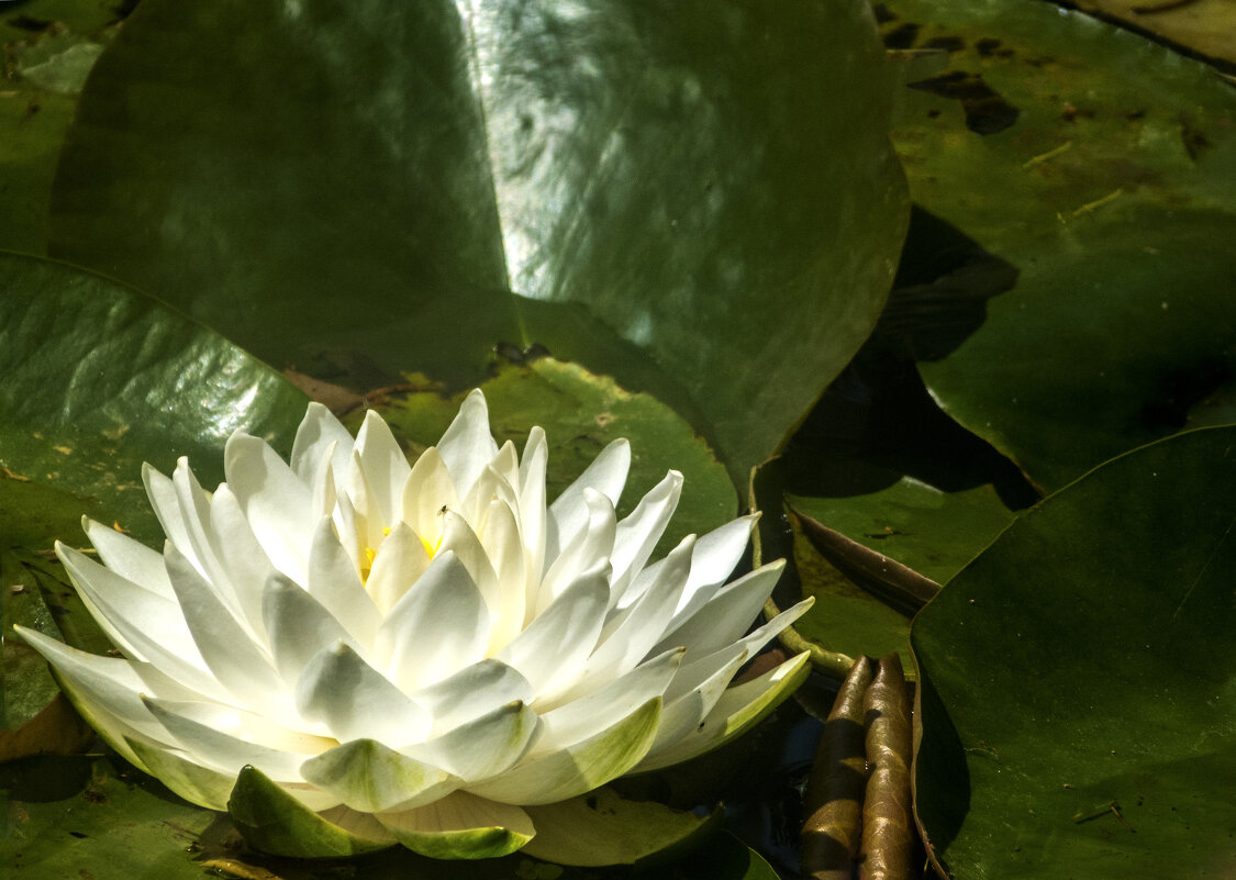 Белоснежная лилия - Валентин Семчишин Белоснежная лилия - Валентин Семчишин