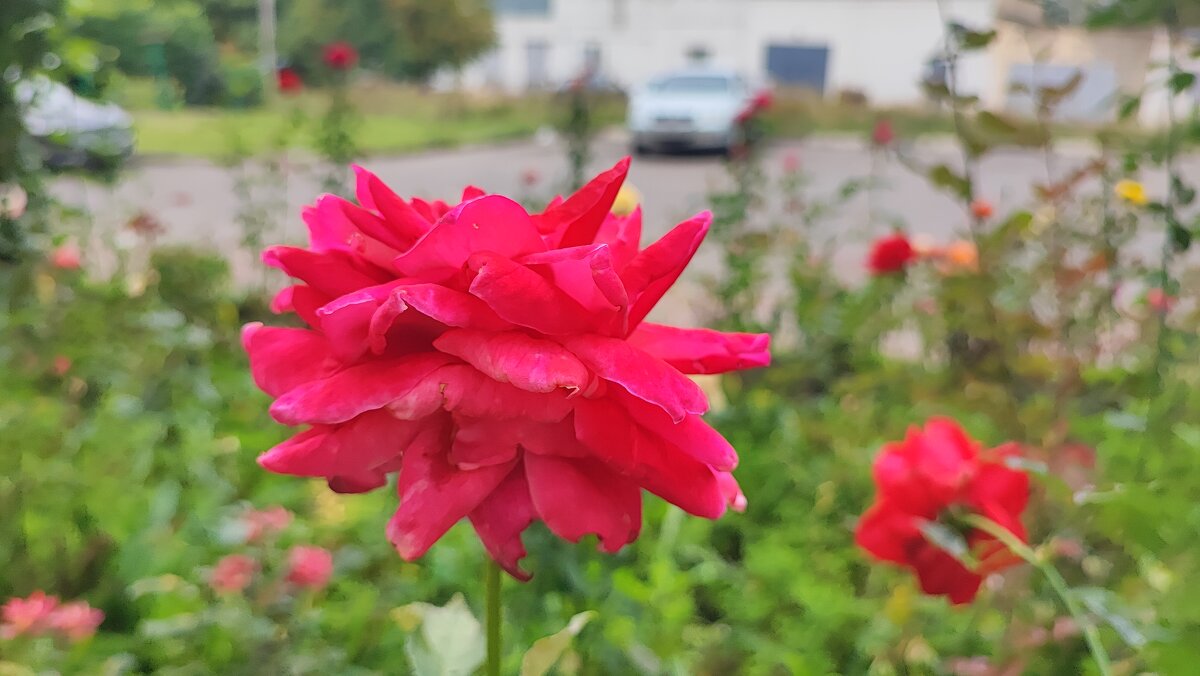 ,,, - Сергей Тимоновский