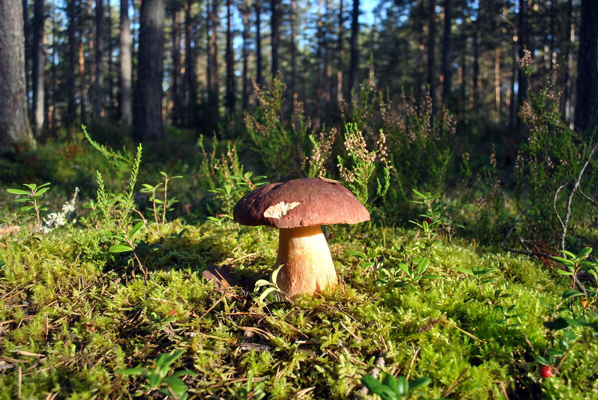 «Аз есмь царь!» - AleksSPb Лесниченко