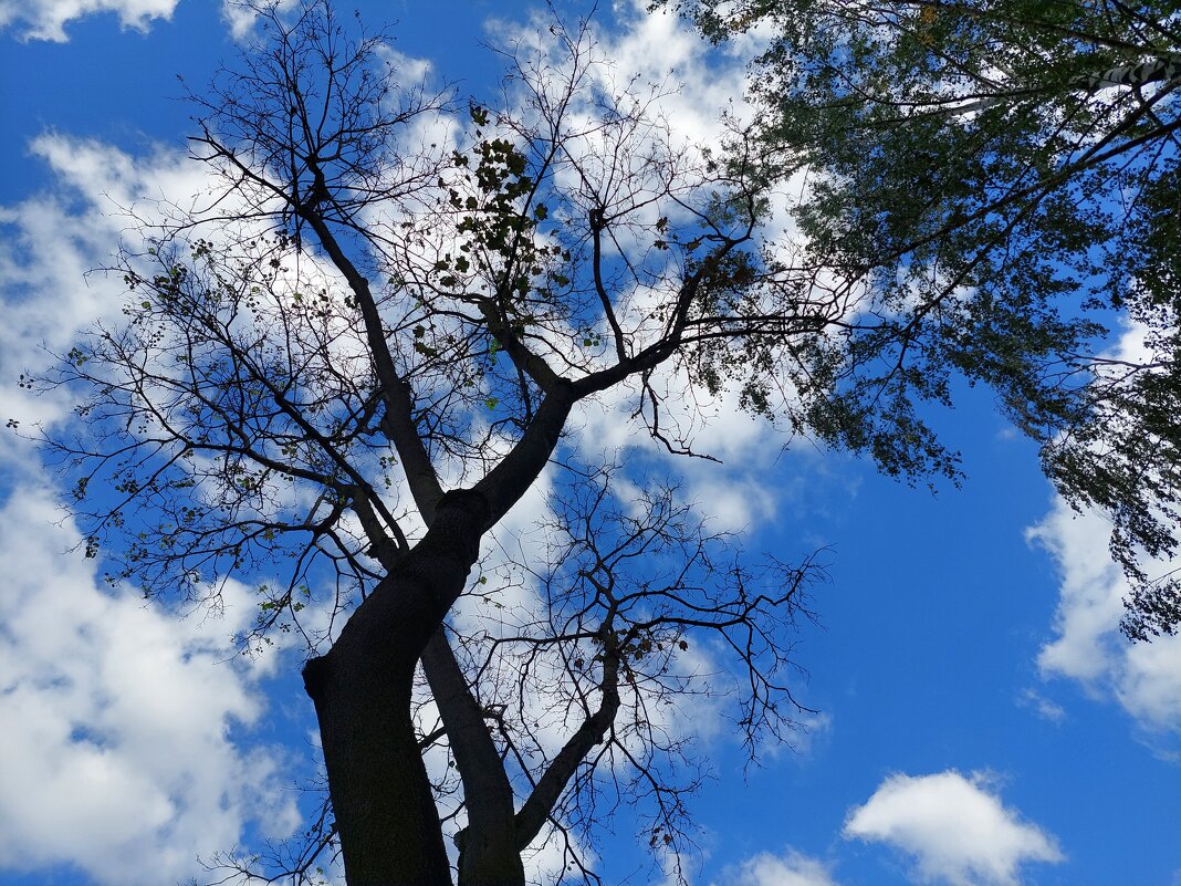вместо листьев одену крону из ваты - Артём 