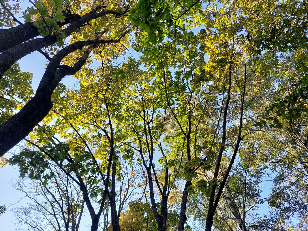 кружевные кроны - Артём 