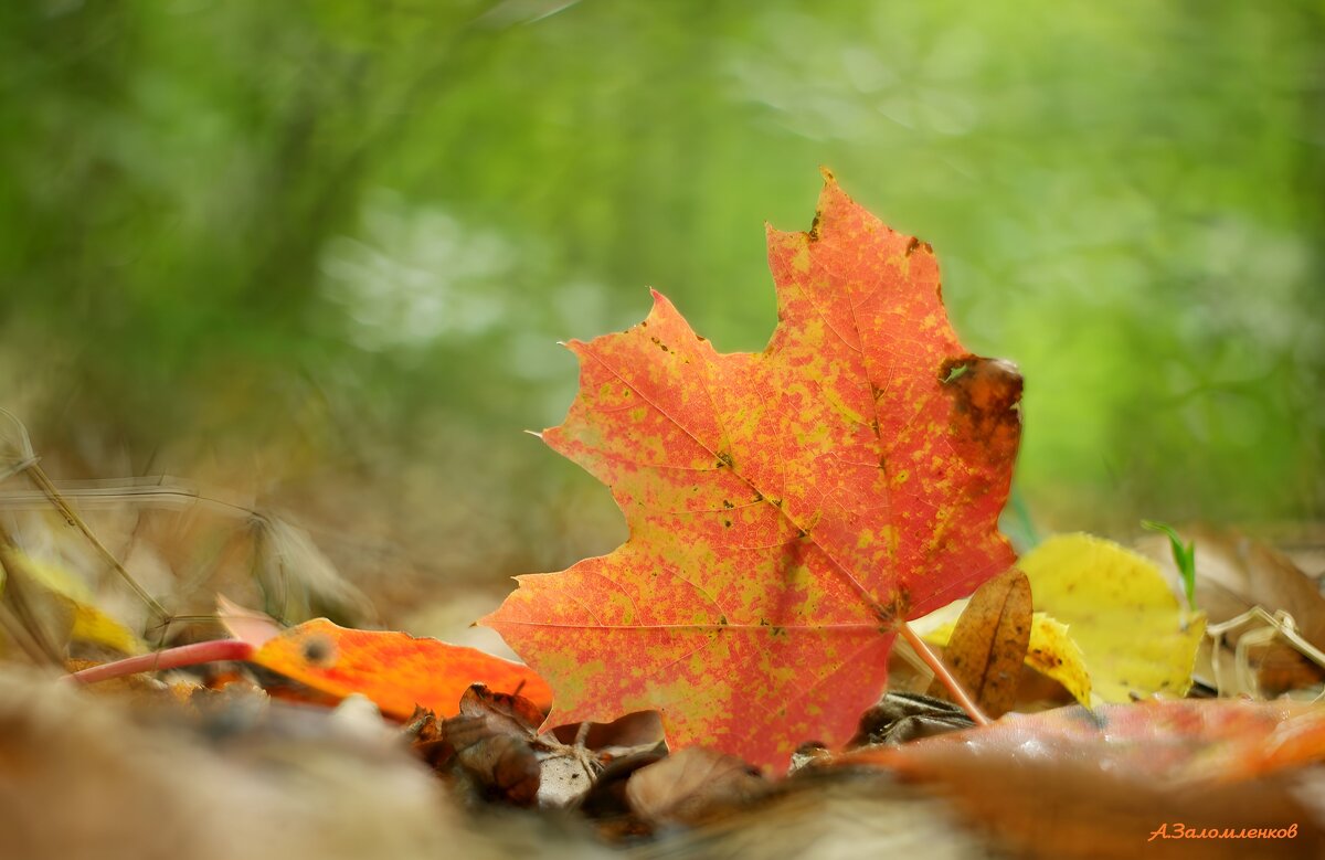 Зарисовки осени.. - Андрей Заломленков