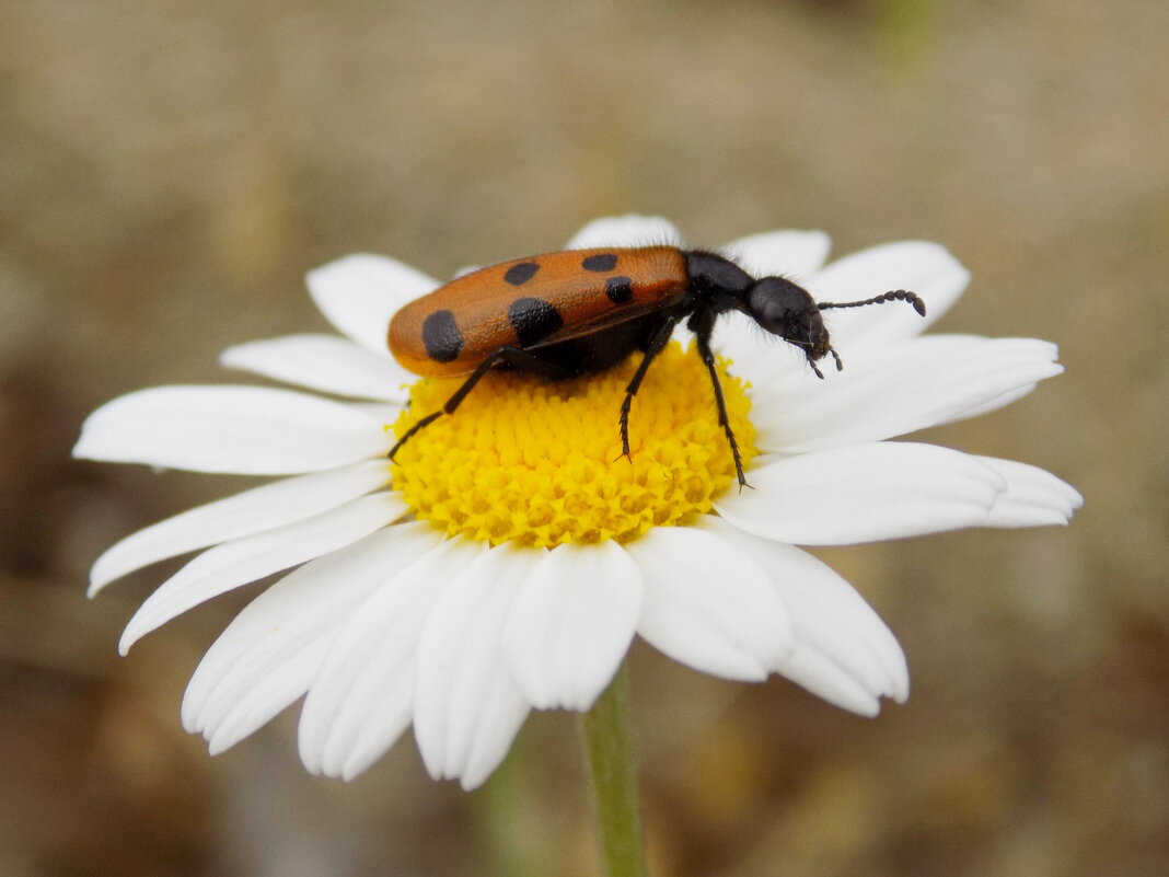 Нарывник Фабриция (десятиточечный) - Константин Штарк
